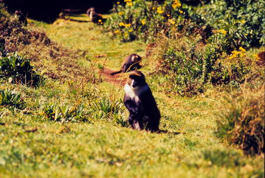 Image of Mantled Colobus