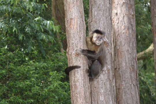 Image of Black Capuchin