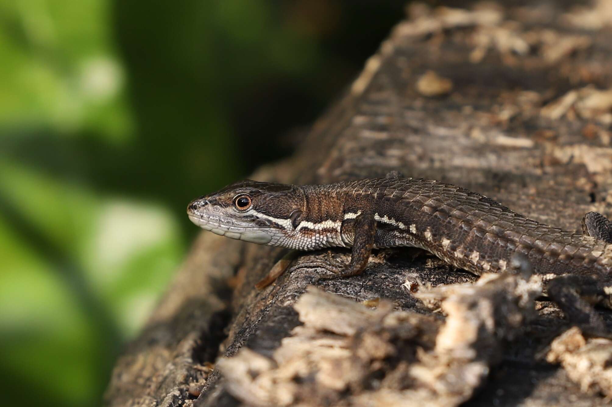 Image of Japanese Grass Lizard