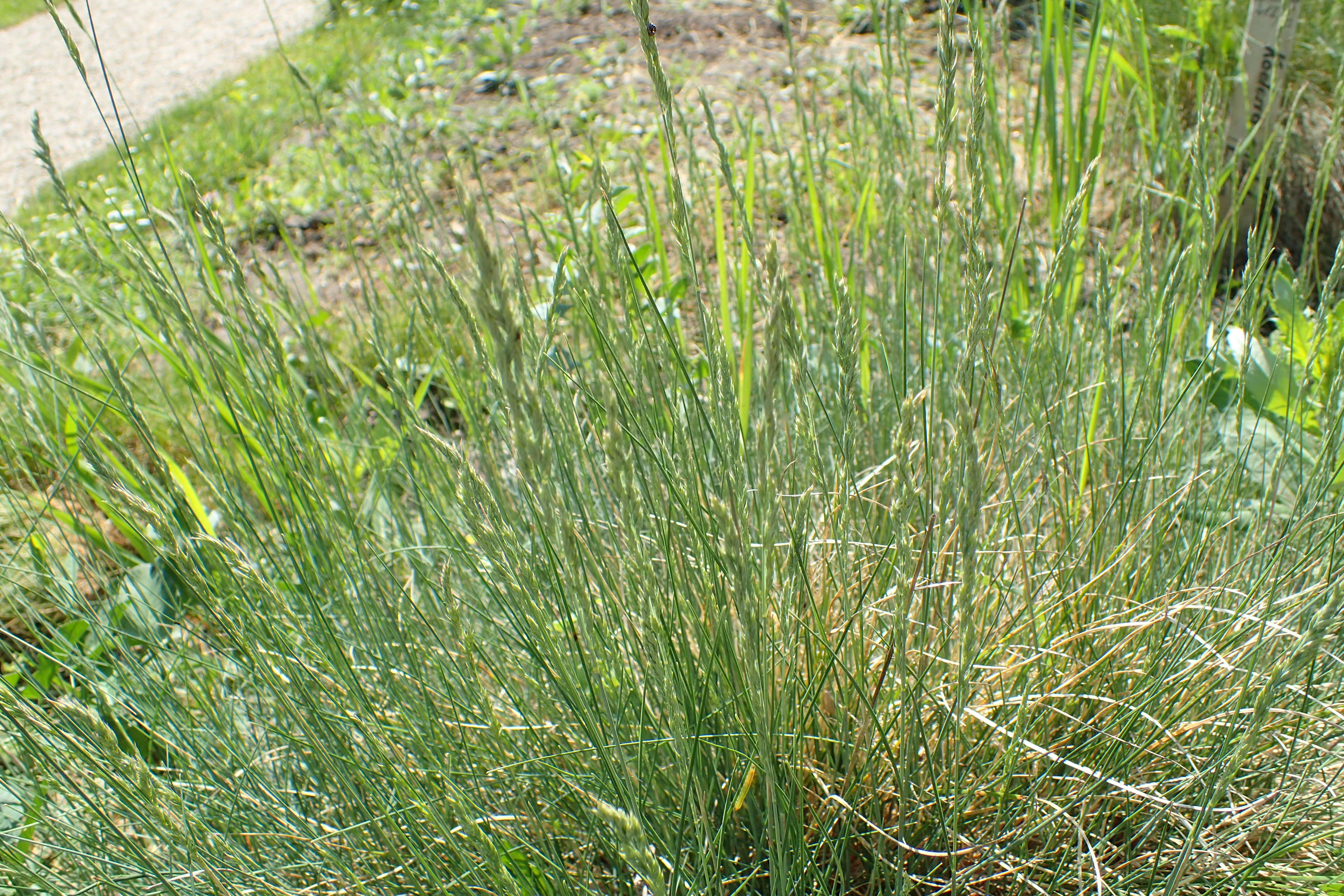 Plancia ëd Festuca lemanii T. Bastard