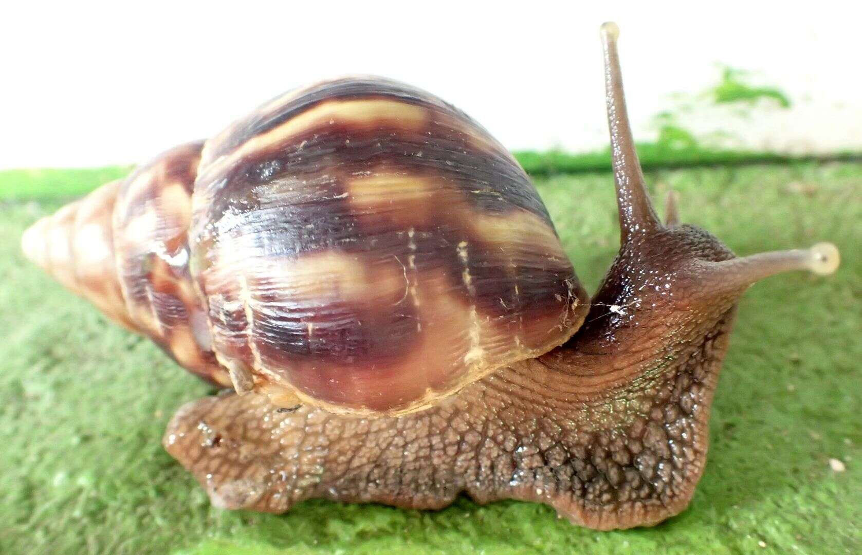 Image of giant Ghana tiger snail