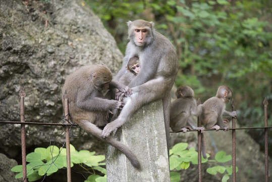 Image of Taiwan macaque