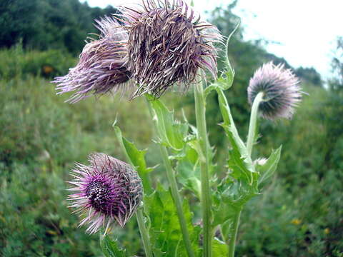 Слика од Cirsium kamtschaticum Ledeb. ex DC.