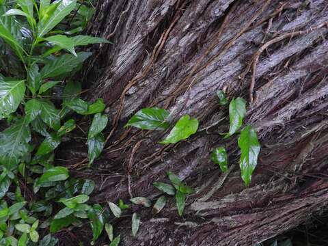 Image of Monstera siltepecana Matuda