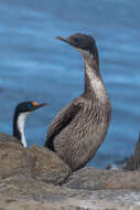 Image of Kerguelen Shag