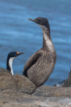 Image of Kerguelen Shag