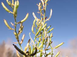 Image of bluntleaf yellowcress