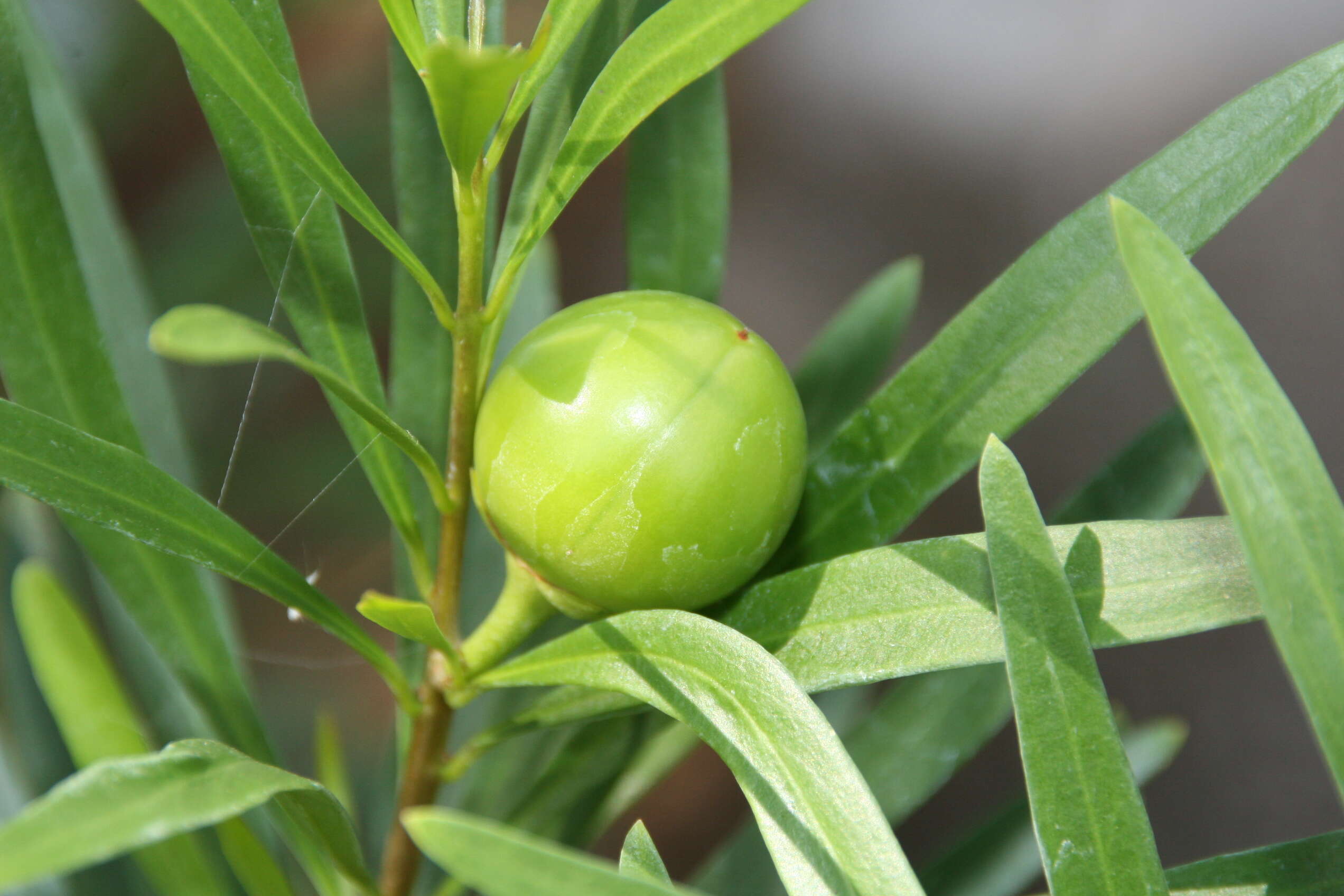 Image of Serpentine Hill raintree