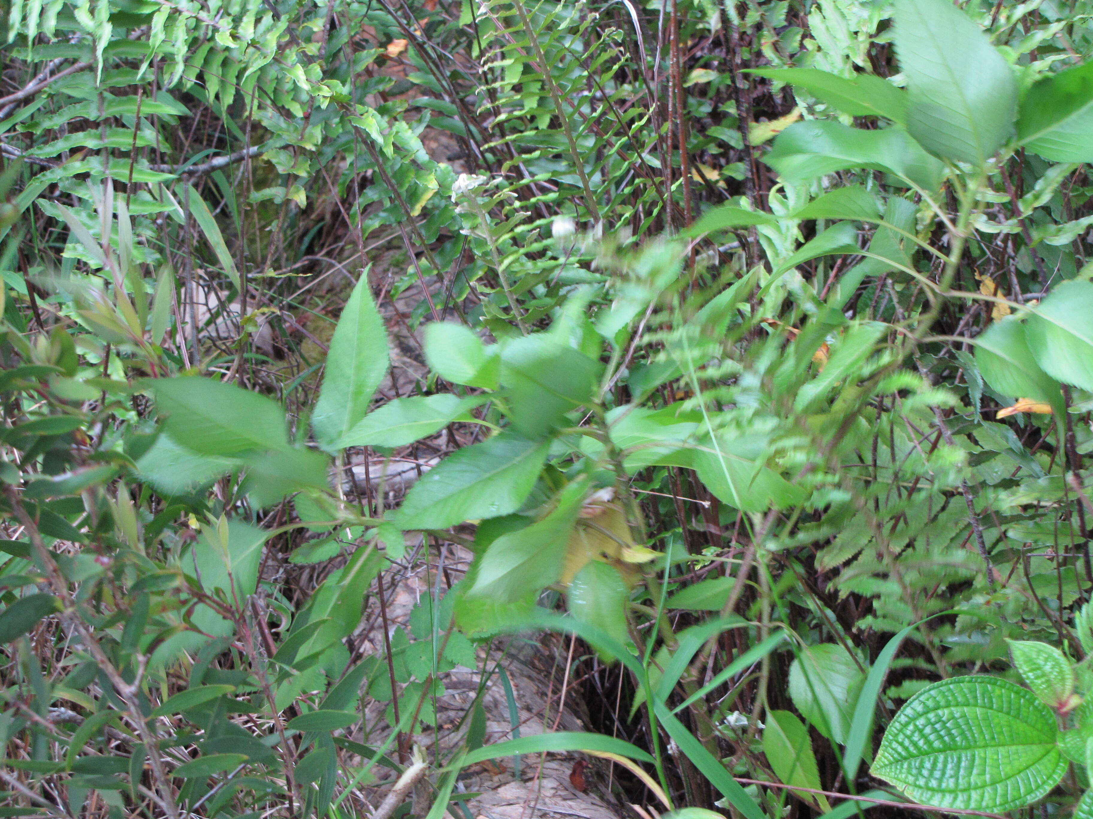 Image of Koko'olau