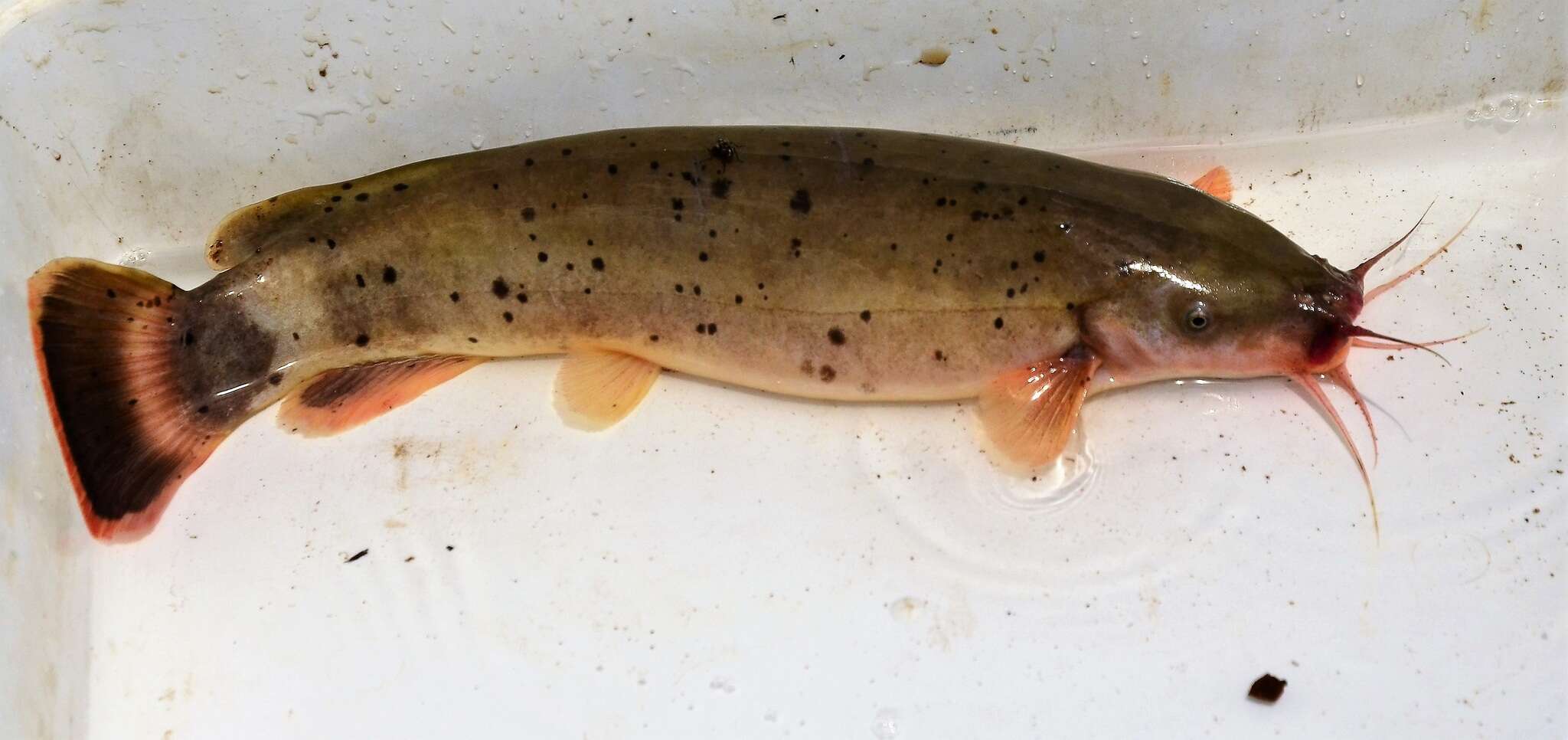 Image of Electric Catfish