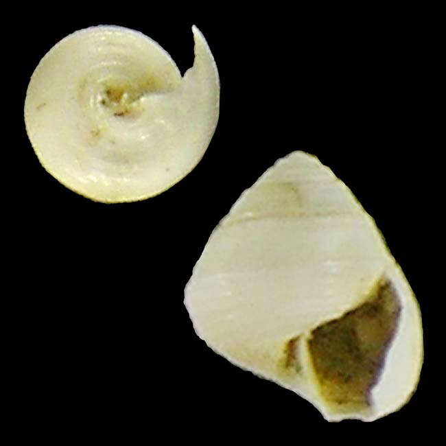 Слика од Halystina globulus Poppe, Tagaro & Dekker 2006