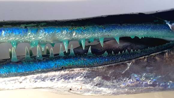 Image of Hound Needlefish