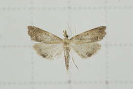 صورة Diplopseustis perieresalis Walker 1859