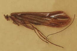 Image of Psychoglypha subborealis (Banks 1924)