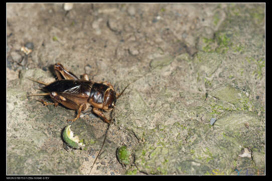 Image of Tarbinskiellus