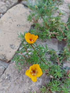 Image of Moss-rose Purslane