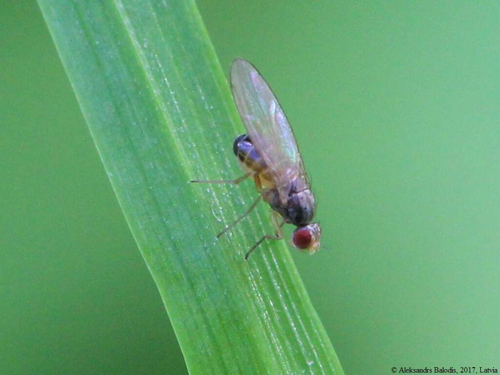 Image of Pomace fly