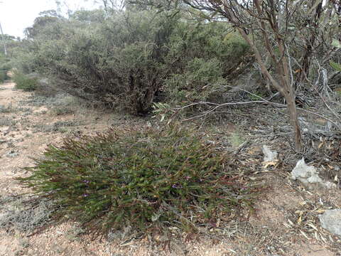 صورة Eremophila densifolia F. Muell.