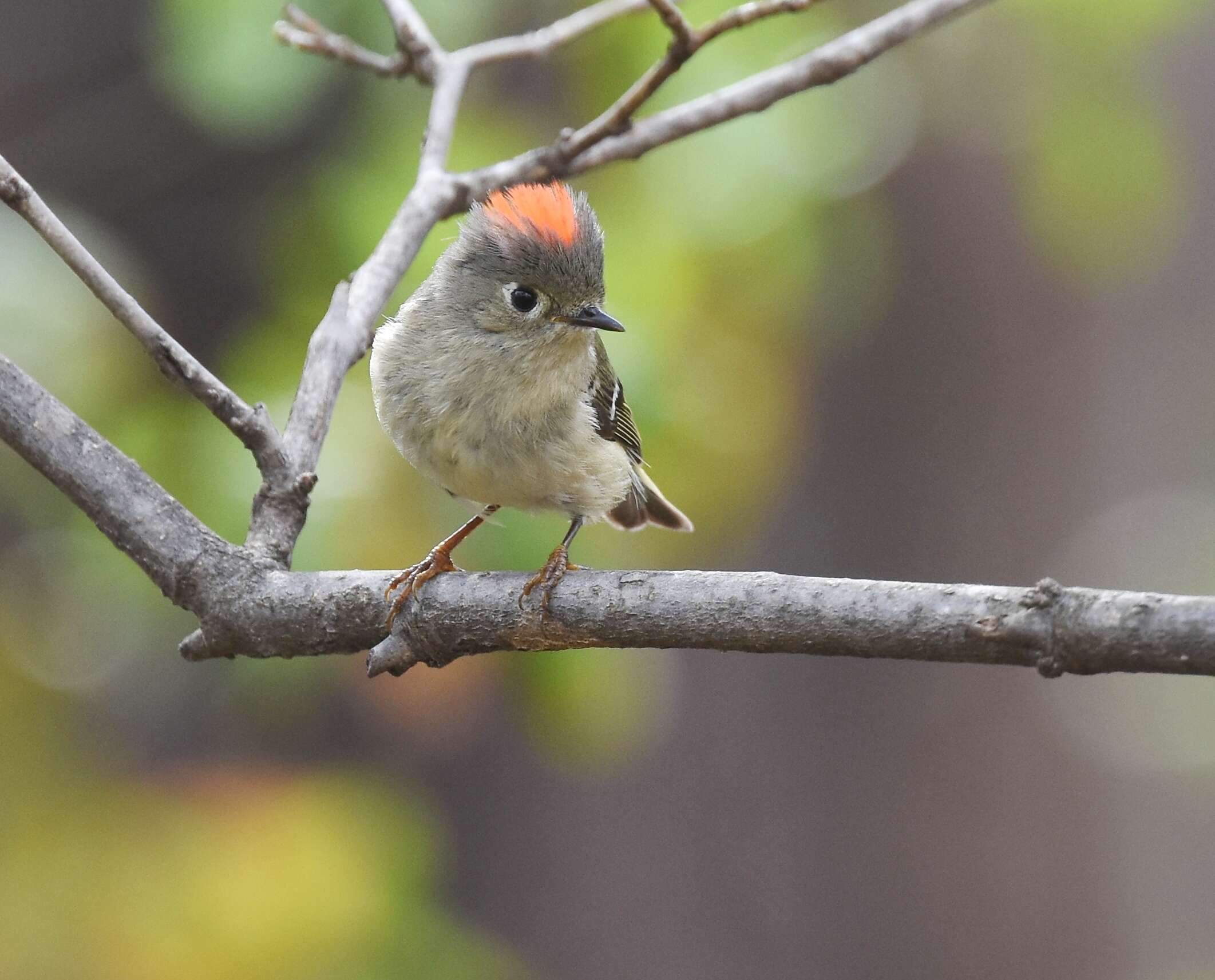 Image of goldcrests and kinglets