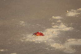 Image of red ghost crab