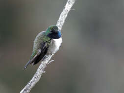 Image of Blue-throated Hillstar