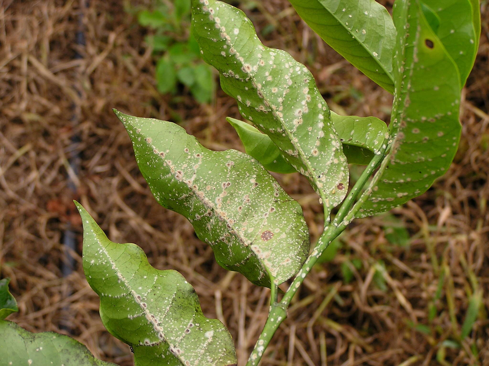 Plancia ëd Coccus viridis (Green 1889)