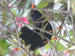 Image of Glossy-black Thrush