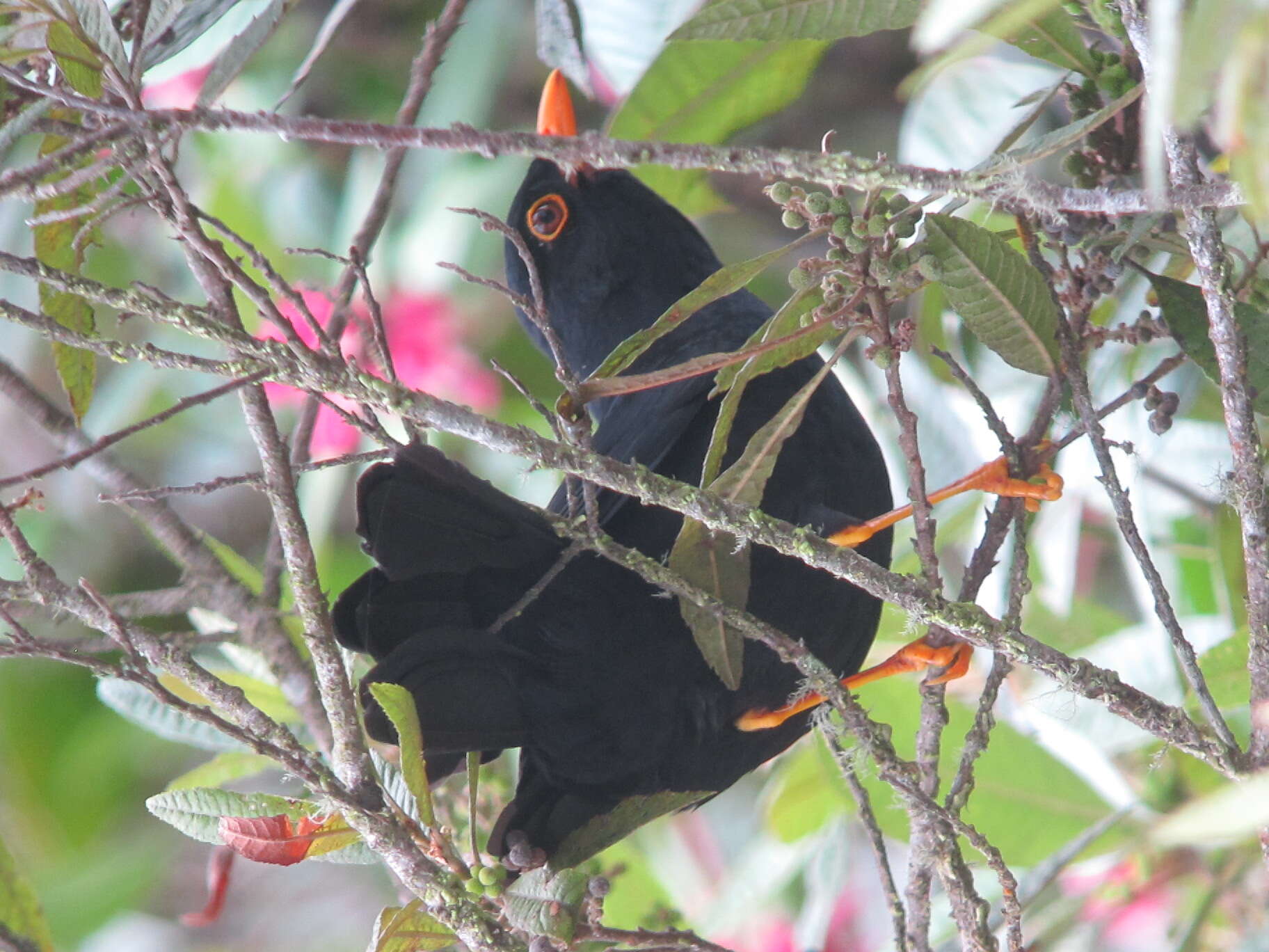 Image of Glossy-black Thrush