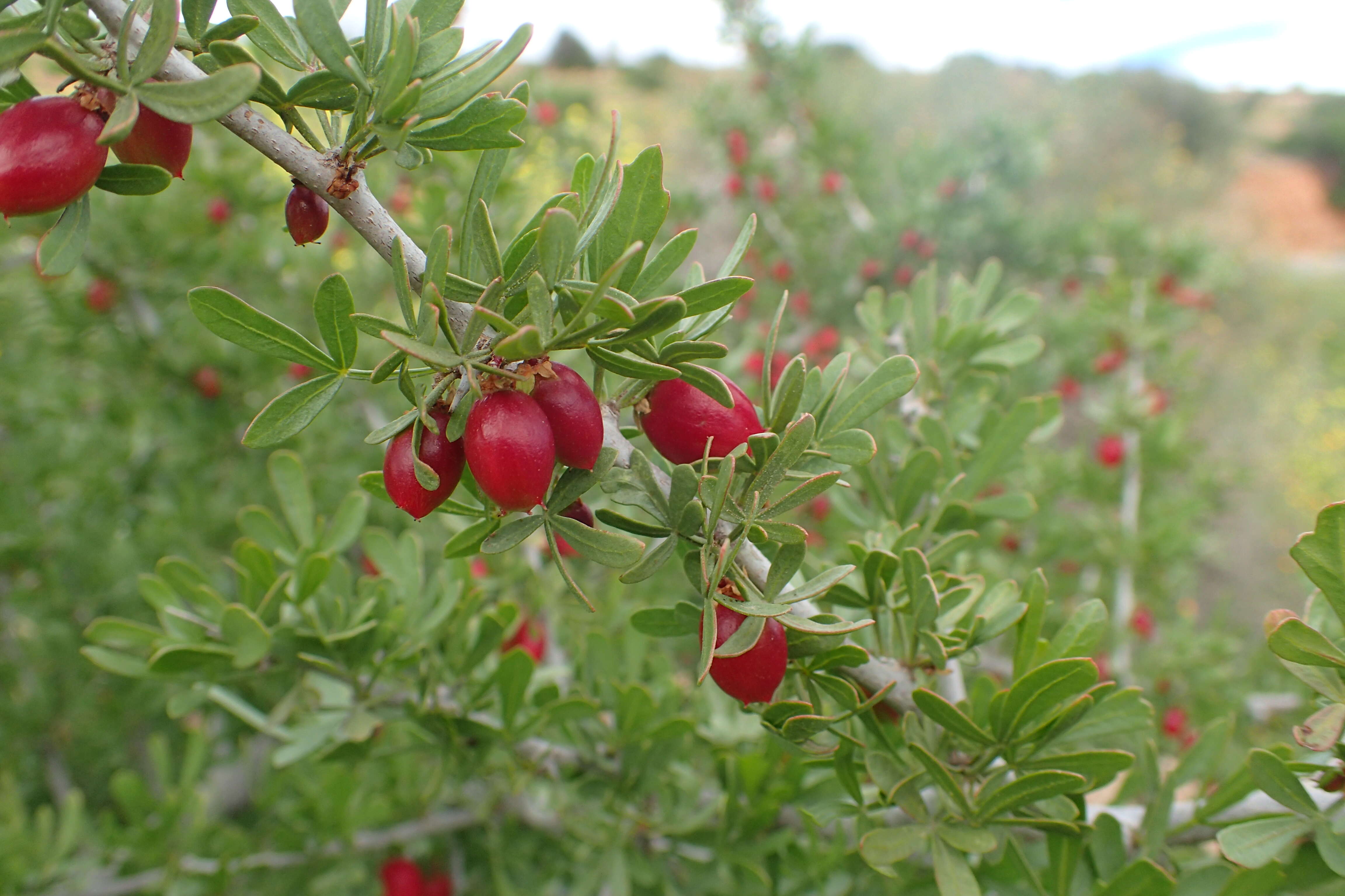 Image of Searsia pentaphylla (Jacq.) F. A. Barkley ex Moffett