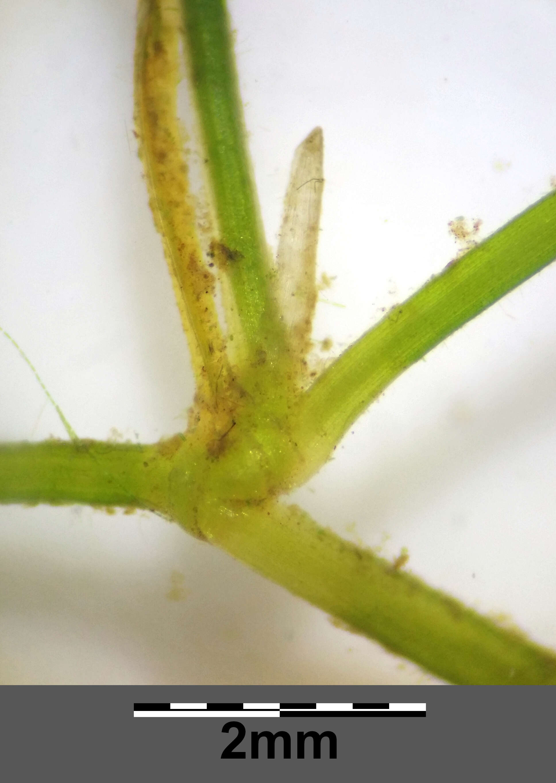 Image of Hairlike Pondweed