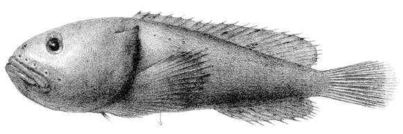 Image of Psychrolutes inermis (Vaillant 1888)