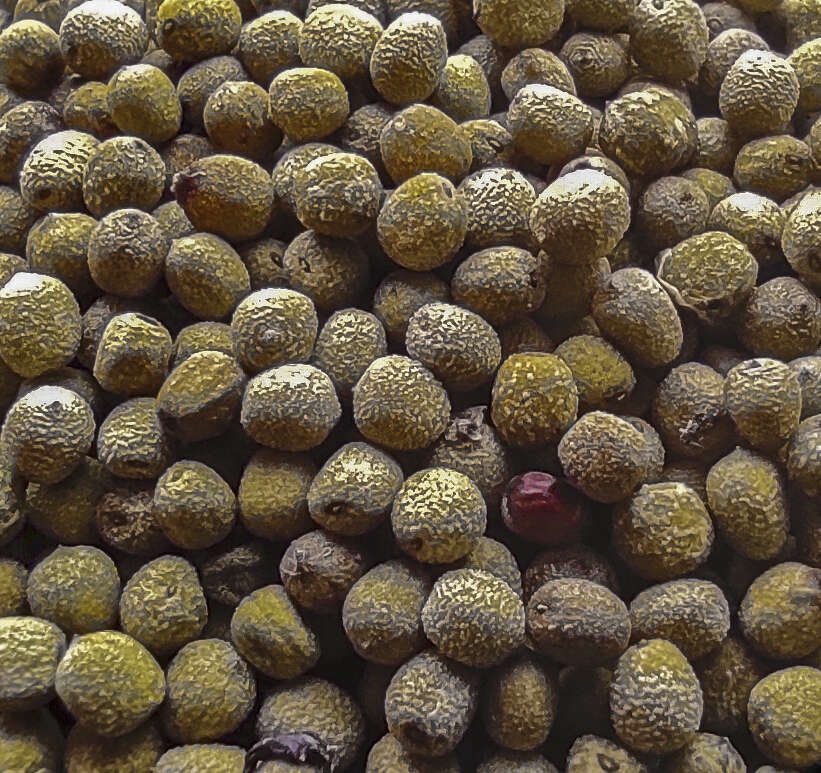 Image of Indian long pepper