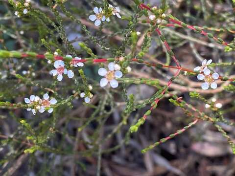 Image of Baeckea brevifolia (Rudge) DC.