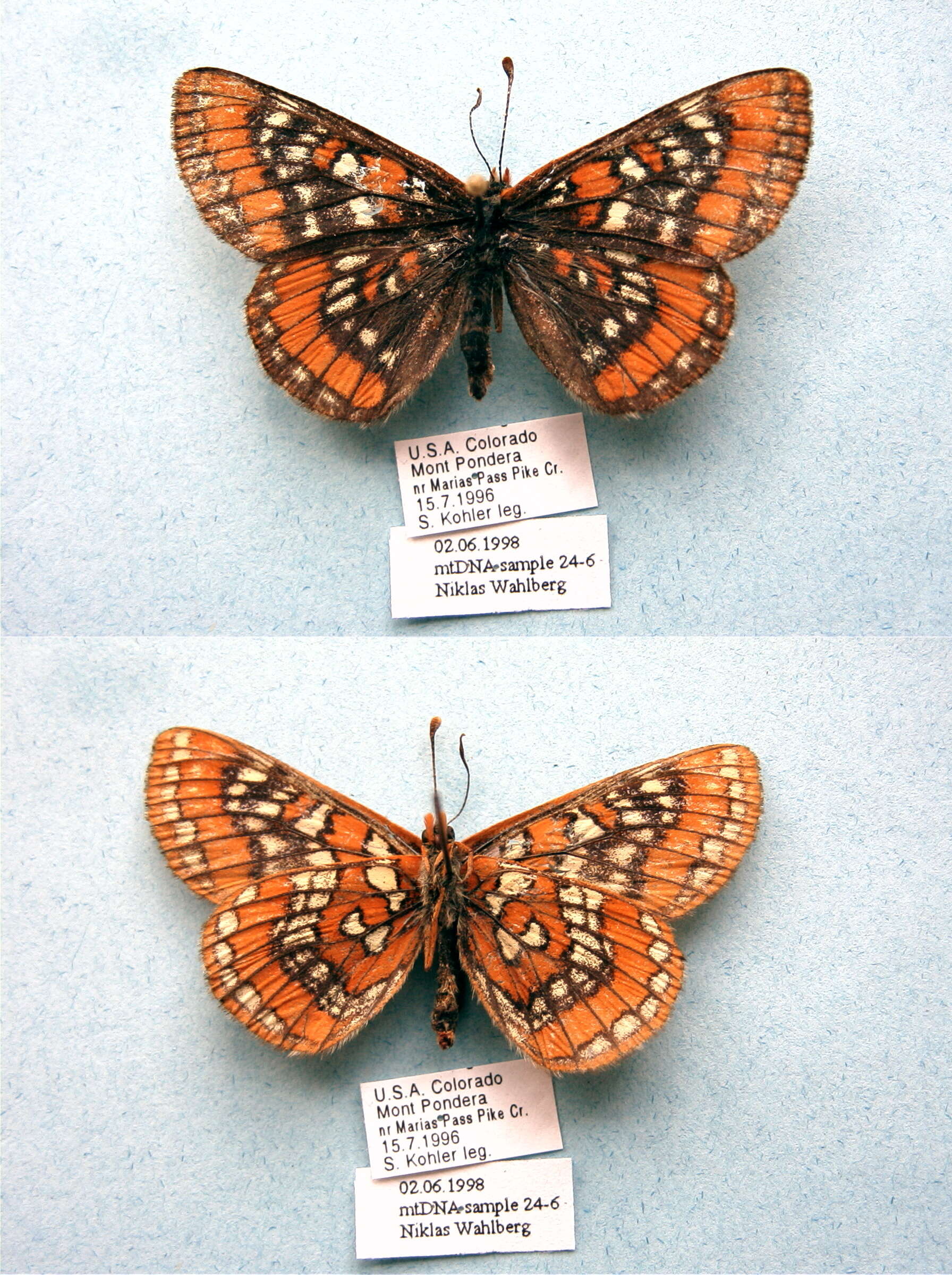 Image of Euphydryas gilletti