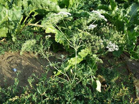 Imagem de Ammi majus L.