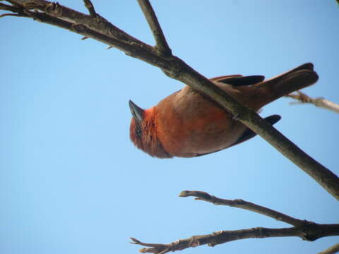 Image of Red Tanager