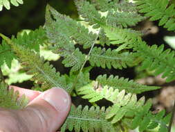 Image of Southern Lady Fern