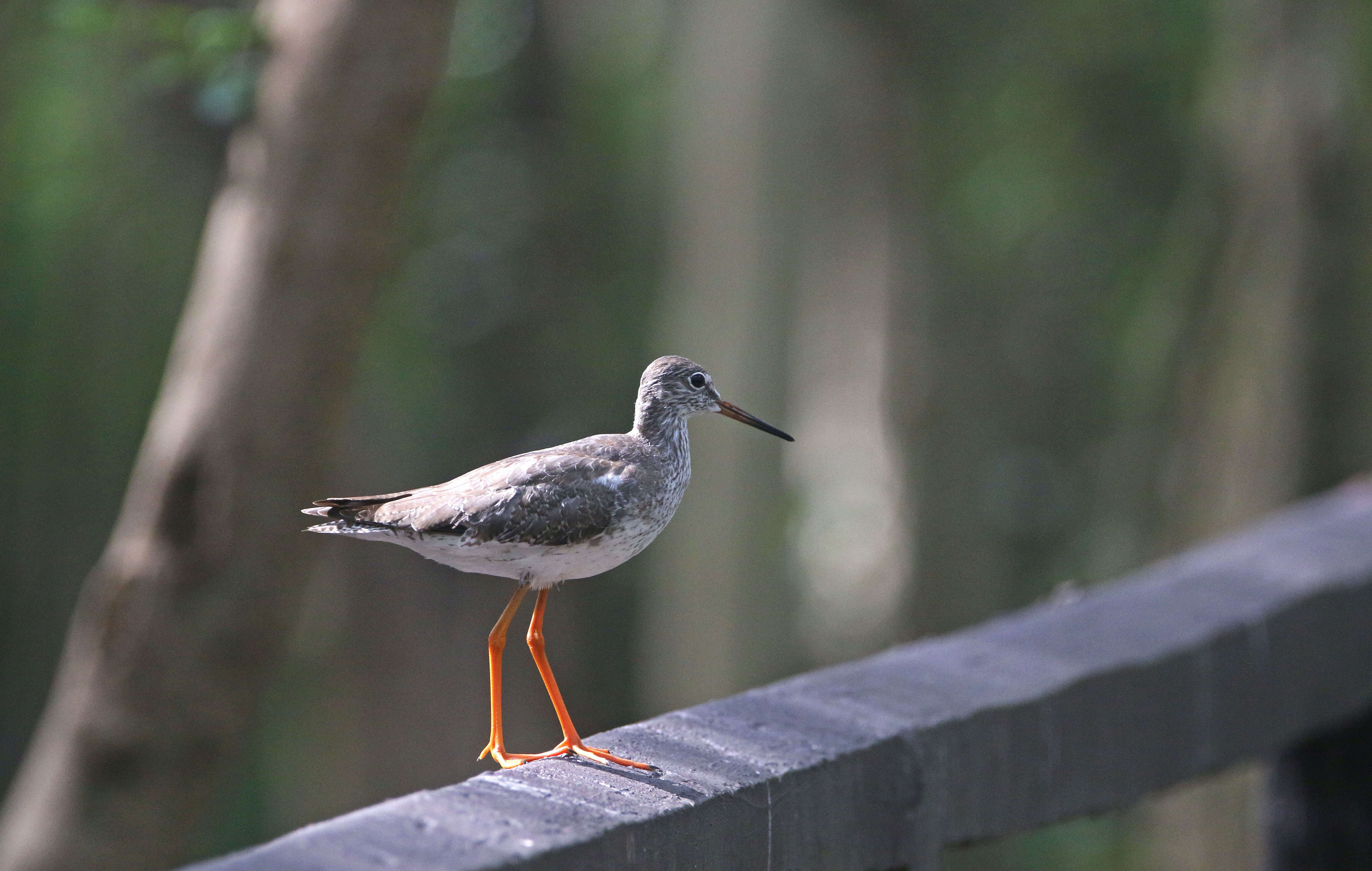 Image of Common Redshank