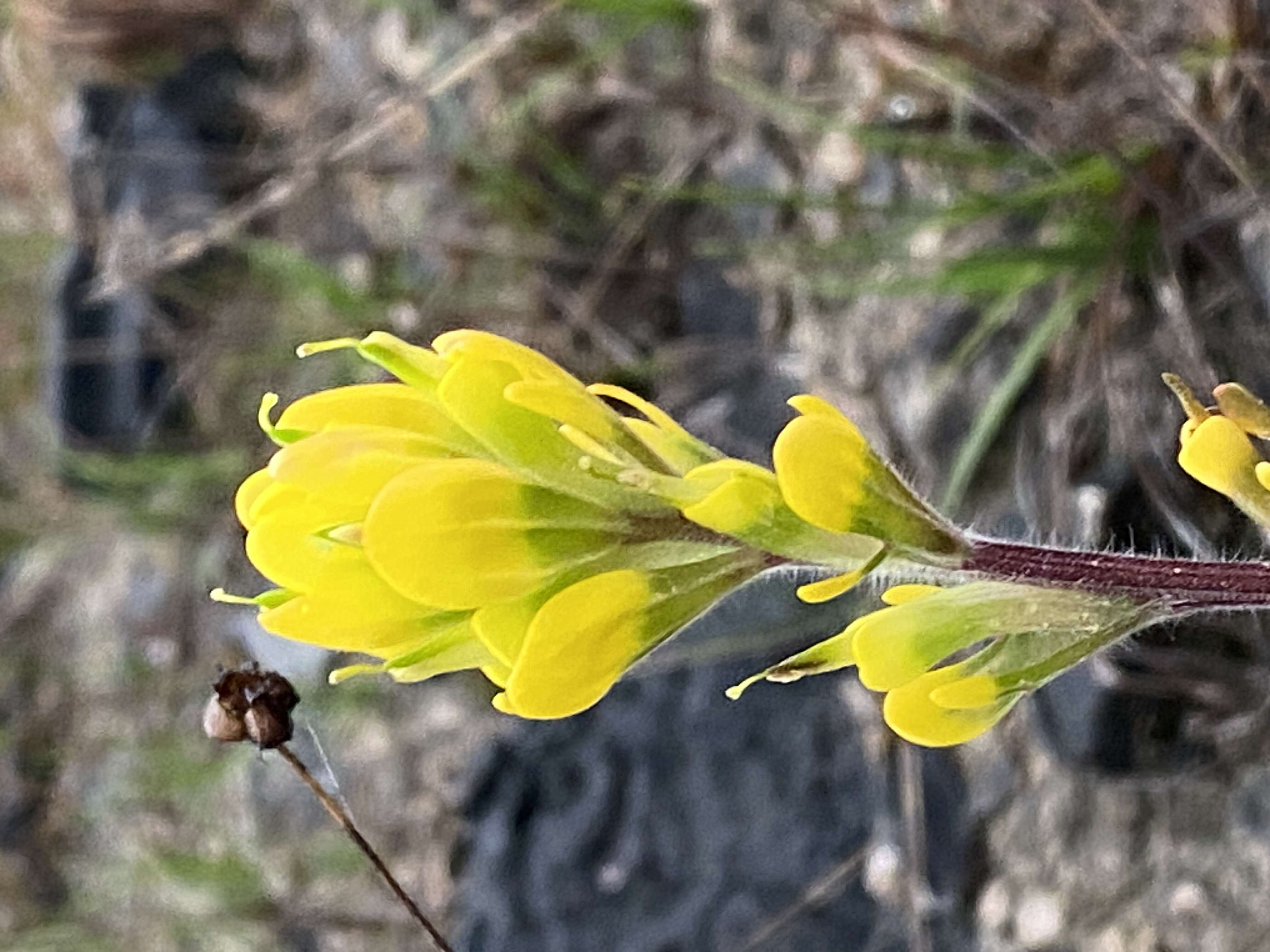 Слика од Castilleja kraliana J. R. Allison