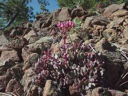 Image of Red Mountain stonecrop