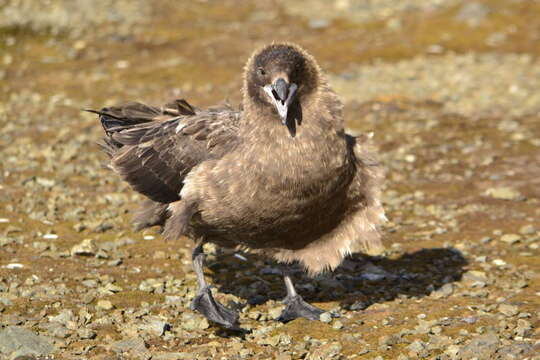 Image of Brown Skua