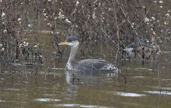 Image of Red-necked Grebe