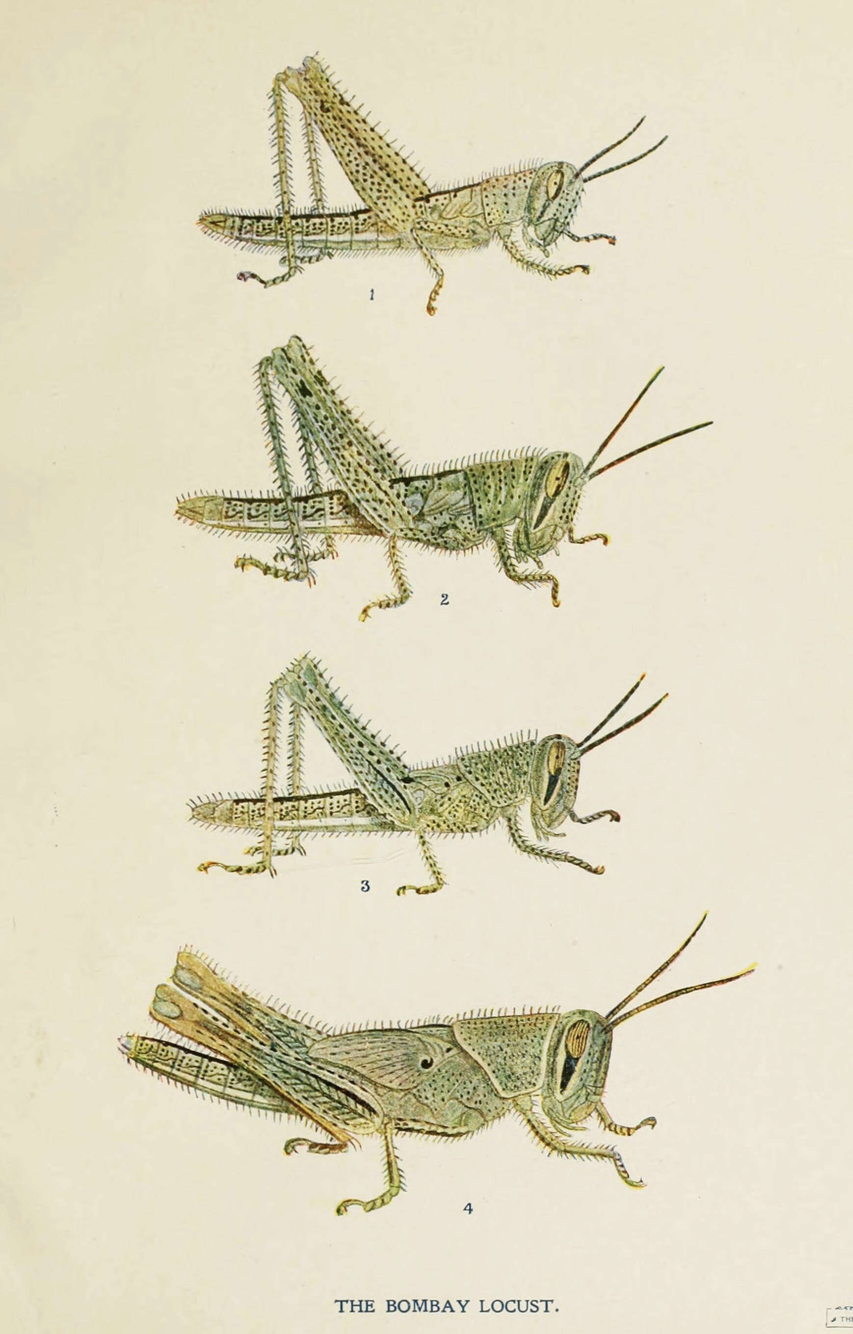 Image of Patanga succincta (Johannson 1763)