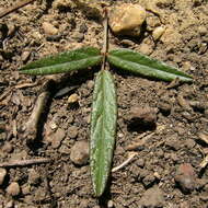 Image of Desmodium varians (Labill.) G. Don