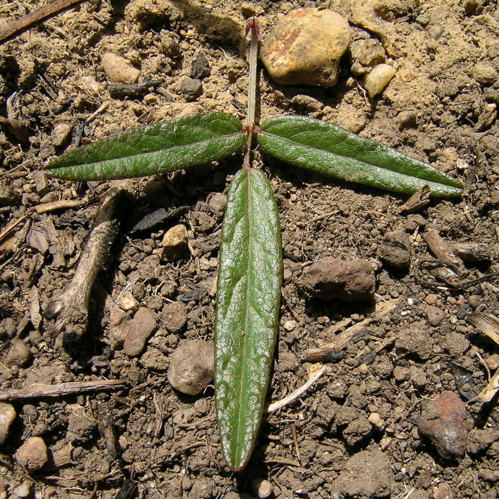 Image of Desmodium varians (Labill.) G. Don