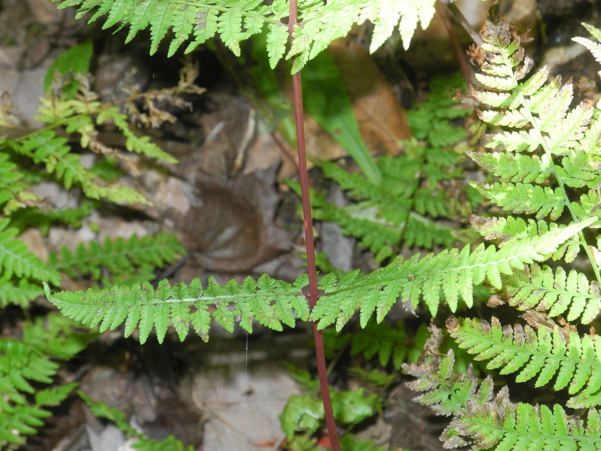 Athyrium asplenioides (Michx.) Desv. resmi