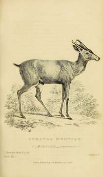 Image of Barking Deer