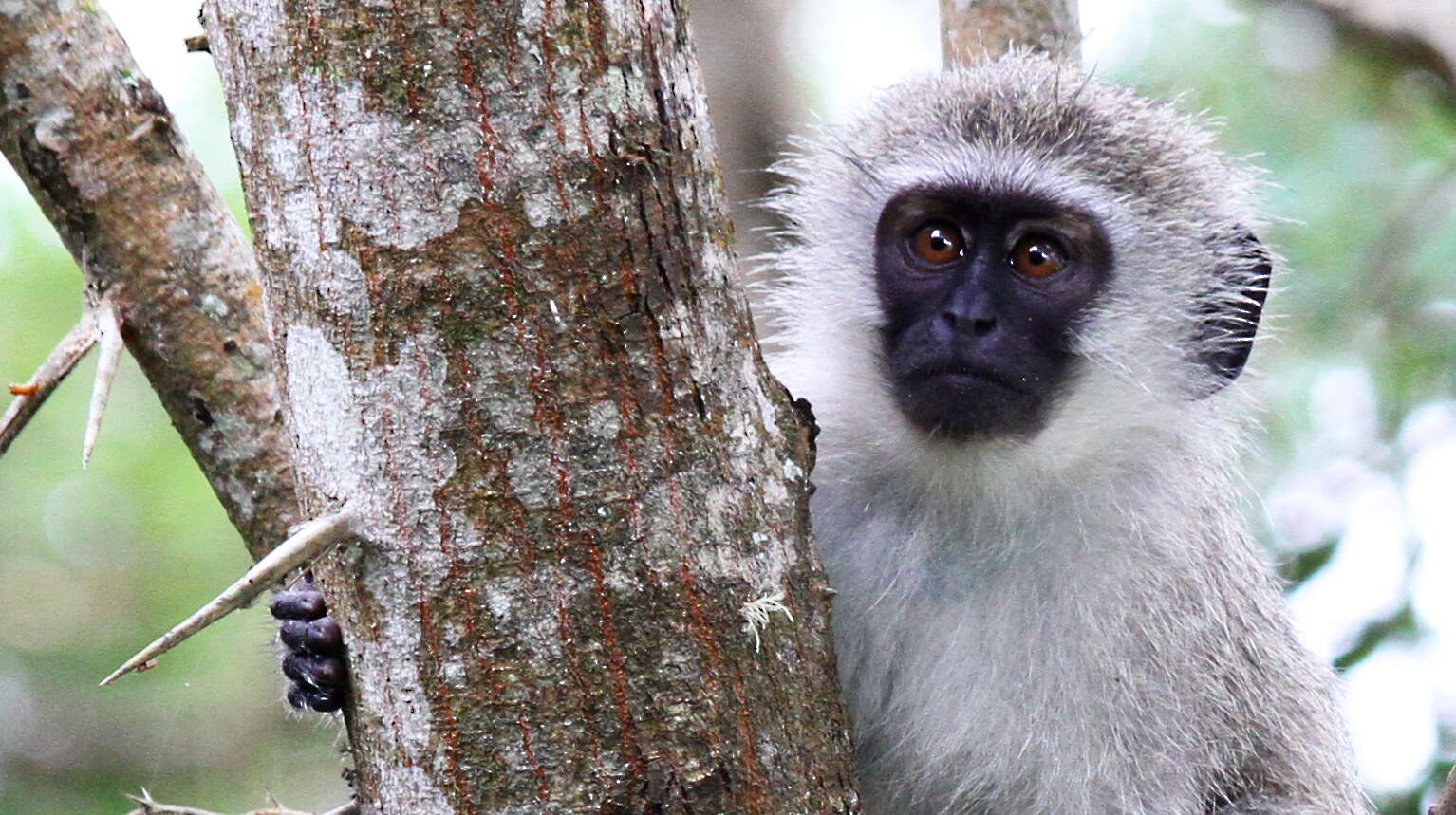 Image of Vervet Monkey