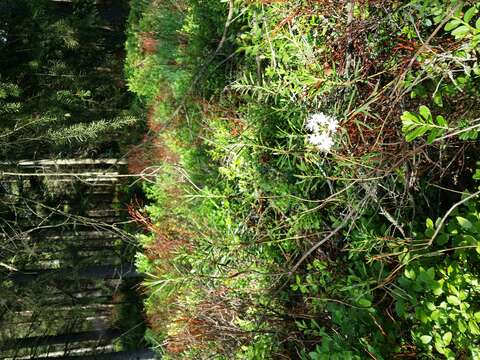 Imagem de Rhododendron tomentosum (Stokes) Harmaja