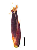 Image of Schoenus filiculmis T. L. Elliott & Muasya